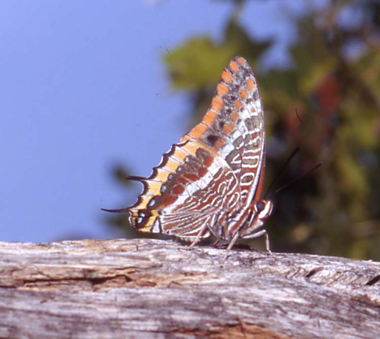 Charaxes jasius nel Chianti fiorentino